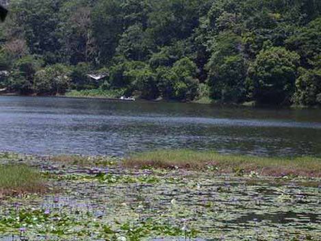 Kayamkulam Lake In Alappuzha, Kerala 